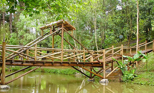 Ponte sobre lago em Eucalipto Tratado